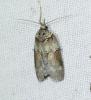Nycteola siculana